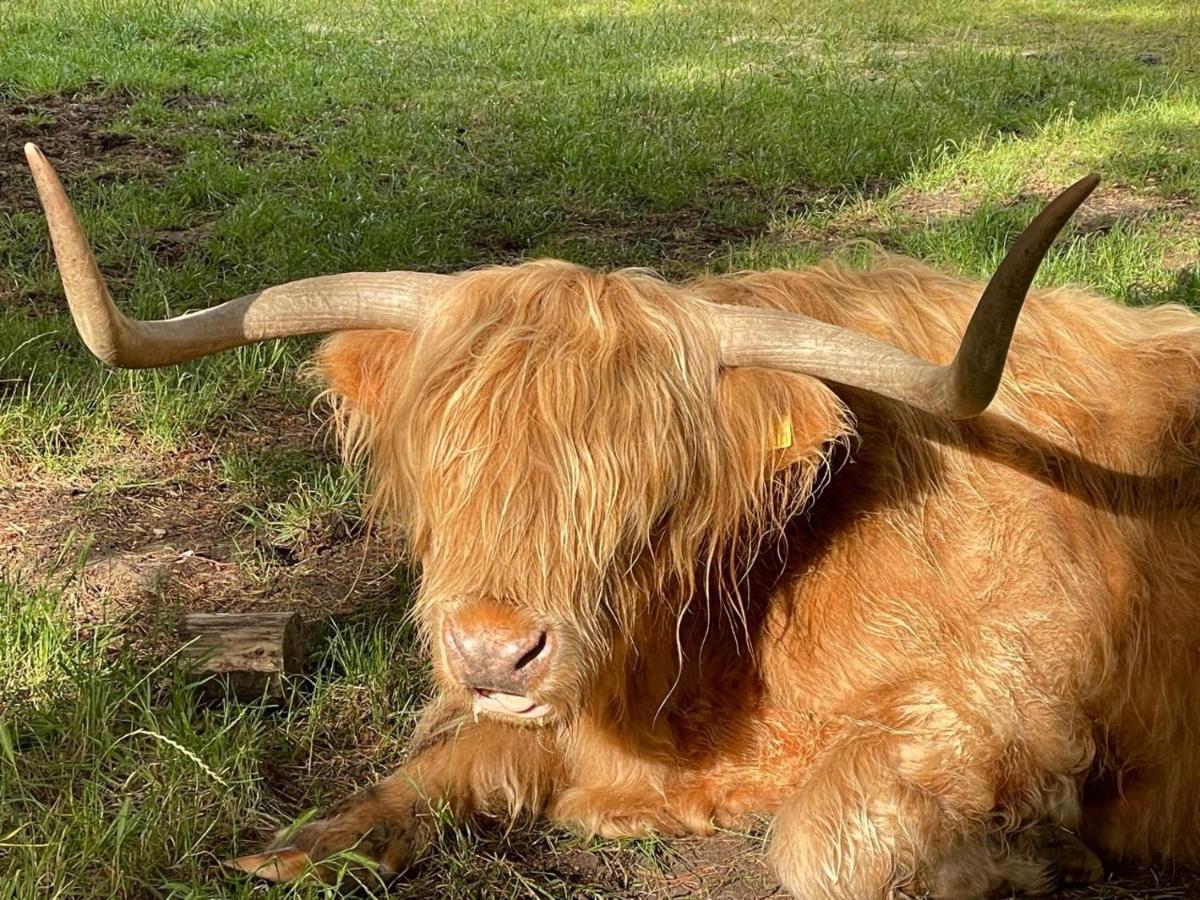 The Bearded Goat Den - A Rural Retreat At This Modern Holiday Cottage Saint Leonards 외부 사진