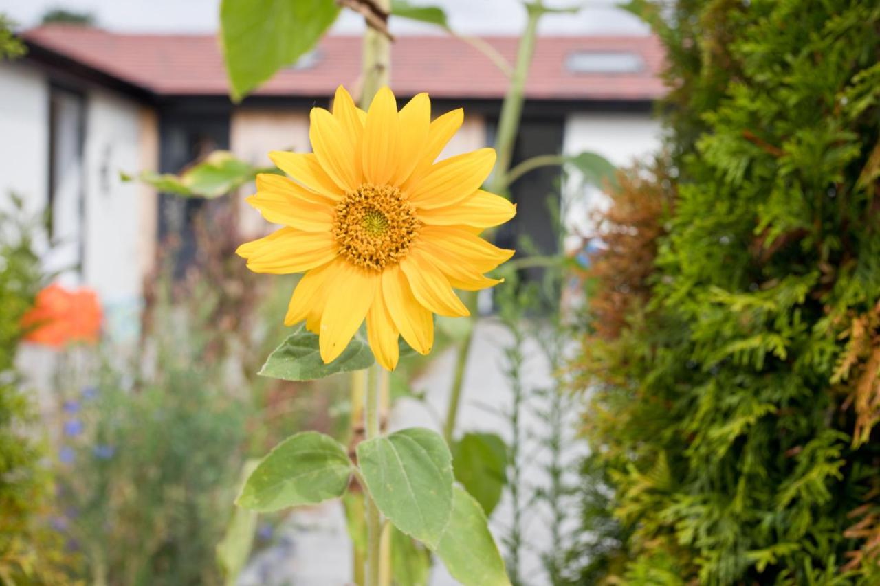 The Bearded Goat Den - A Rural Retreat At This Modern Holiday Cottage Saint Leonards 외부 사진